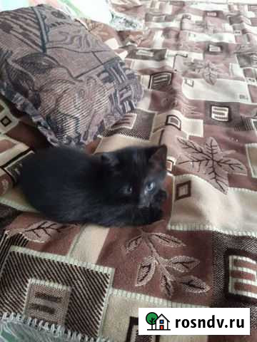 Котята в добрые руки Казань - изображение 1