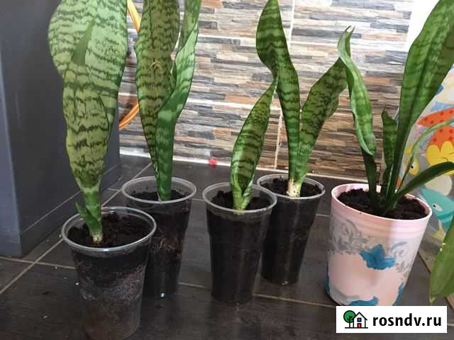 Сансевиерия цветы Вологда - изображение 1