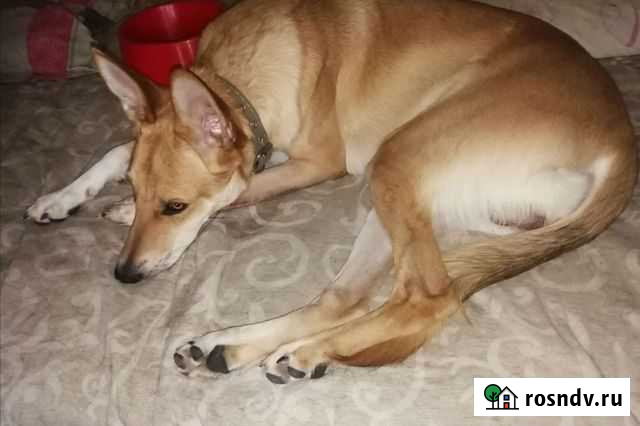 Кобель 2года в дар Красноярск - изображение 1