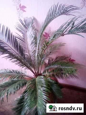 Цикас, герани Симферополь - изображение 1