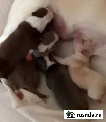 Чихуахуа Дзержинск - изображение 1