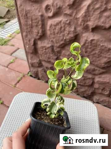 Фикусы Бенджамина Волгоград - изображение 1