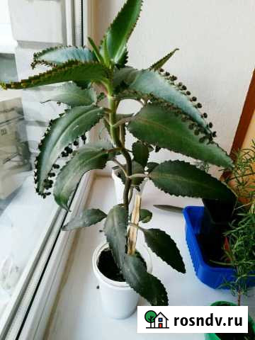 Перистое каланхоэ Волгоград - изображение 1