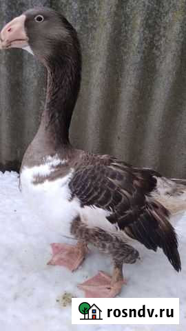 Тульская Гусыня Ракитное - изображение 1