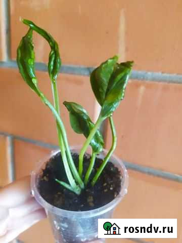 Эпипрениум Годзилла Майкоп - изображение 1