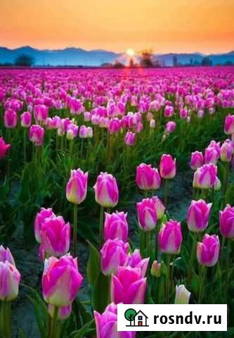 Тюльпаны оптом Астрахань - изображение 1