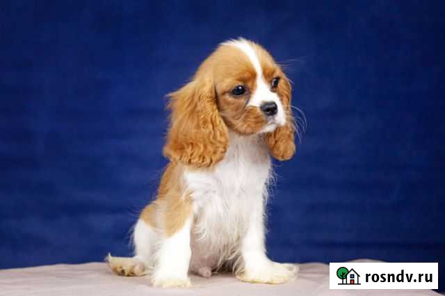 Кавалер Кинг Чарльз Спаниеля Рыбинск - изображение 1