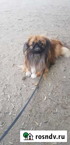 Вязка пекинес Екатеринбург - изображение 1