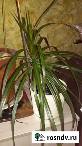 Драцена Омск - изображение 1