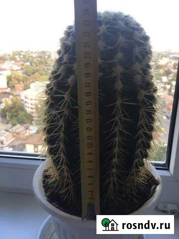 Кактус Ростов-на-Дону - изображение 1