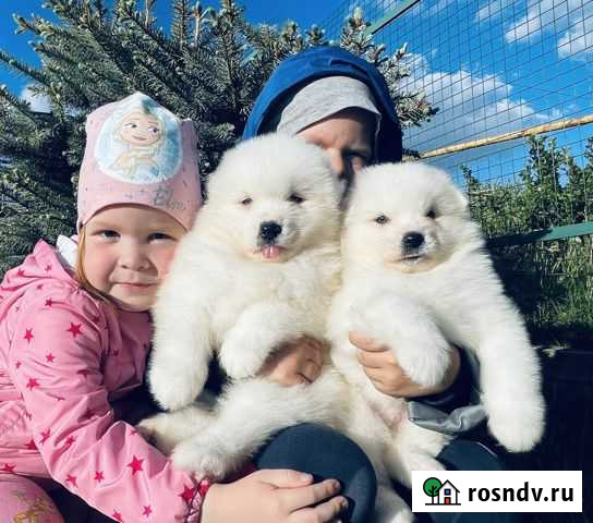 Самоеды Шикарные Мишки для вас Пермь - изображение 1