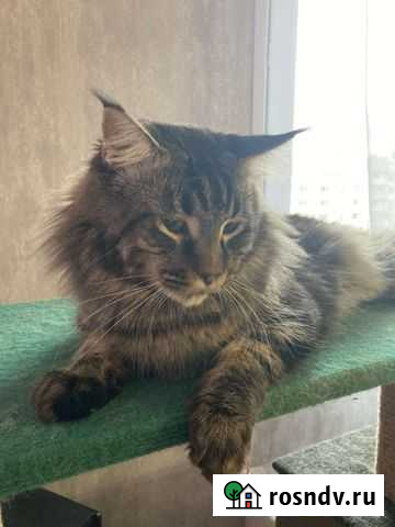 Отдам мейн-кун Челябинск - изображение 1