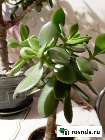 Толстянка Астрахань - изображение 1