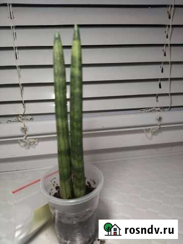 Сансевиерия Цилиндрика Рокид Малино - изображение 1