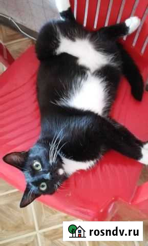 Кошка Ейск - изображение 1