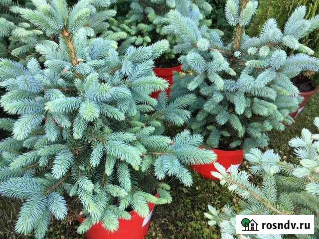 Елочки голубые в горшочках живые Калининград - изображение 1