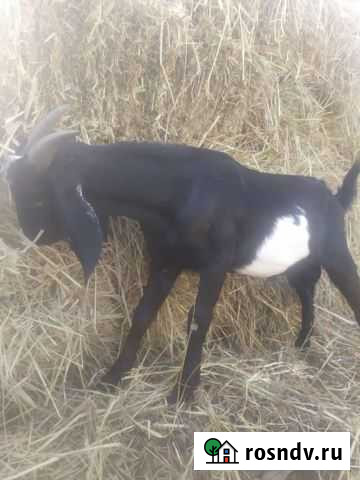 Нубийские козы Кизляр - изображение 1