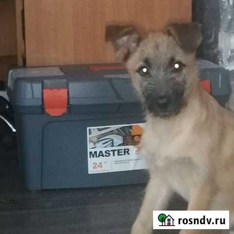 Милый щенок Комсомольск-на-Амуре - изображение 1