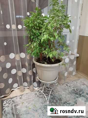 Бенджамина с подставкой Калуга - изображение 1