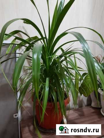 Комнатные цветы Зима - изображение 1