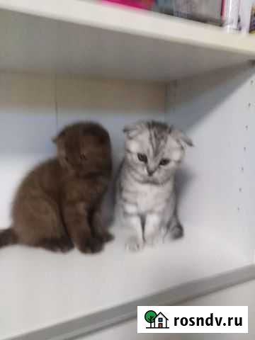 Шотландская Когалым - изображение 1