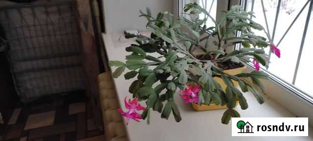 Декабрист Нестеров - изображение 1