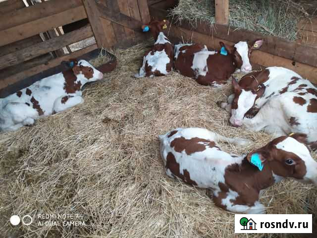 Бычки Плешаново - изображение 1