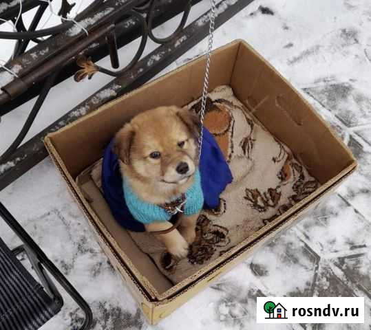 Щенок Михайловка - изображение 1