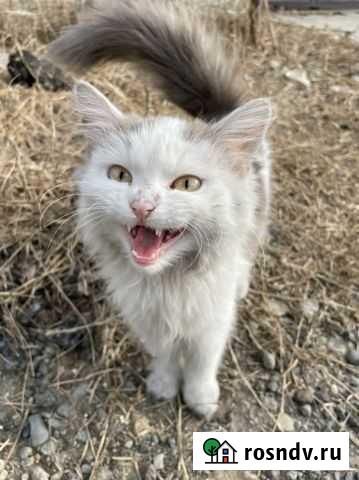 Котёнок Сочи - изображение 1