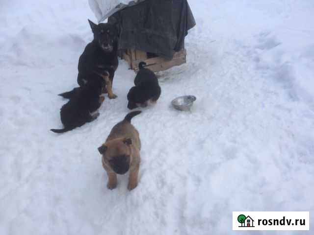 Собака Шадринск - изображение 1