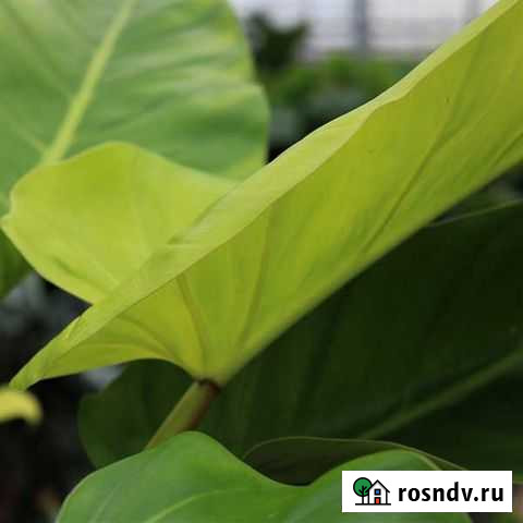 Филодендрон melinonii Pure Gold Пермь - изображение 1