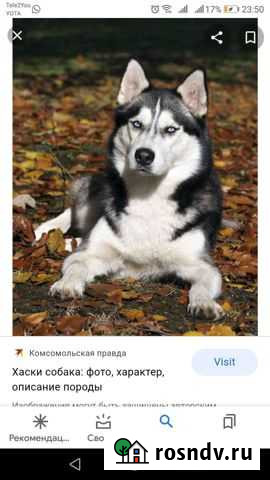 Сибирский хаски Торжок - изображение 1