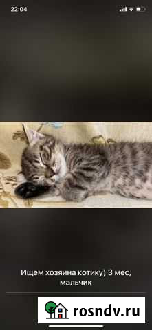 Котик бесплатно Махачкала - изображение 1