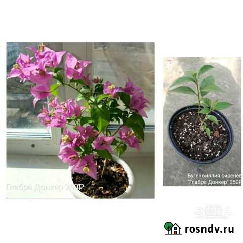 Бугенвиллия сиреневая Глабра Донкер Абинск - изображение 1