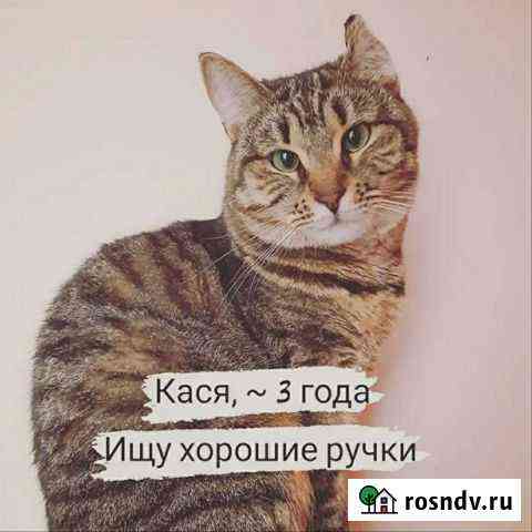 Кася ищет дом Калининград