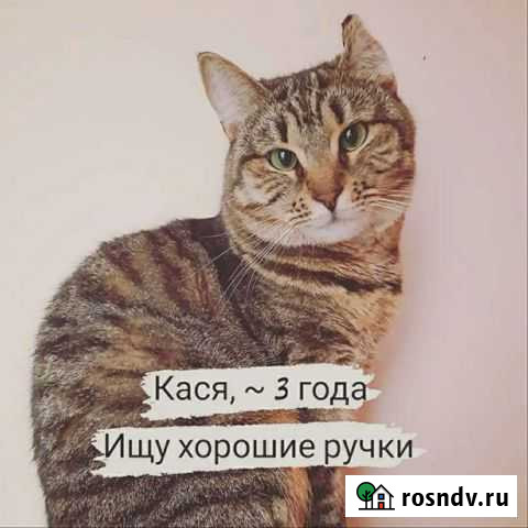 Кася ищет дом Калининград - изображение 1