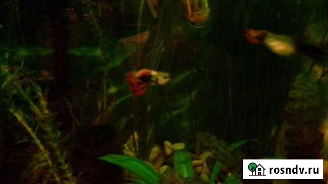 Гуппи Тула - изображение 1