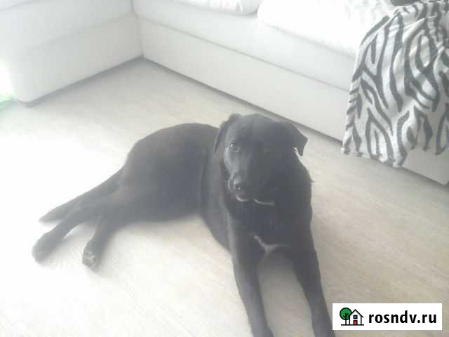 Щенка отдаю в добрые руки Ульяновск - изображение 1