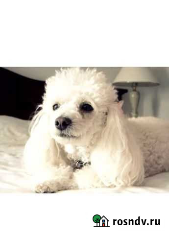 Пудель,вязка Свободный - изображение 1