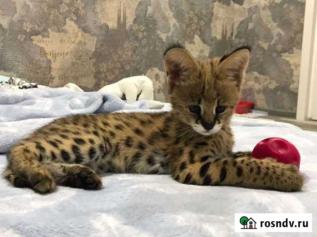 Котята саваннаf0 Краснодар - изображение 1