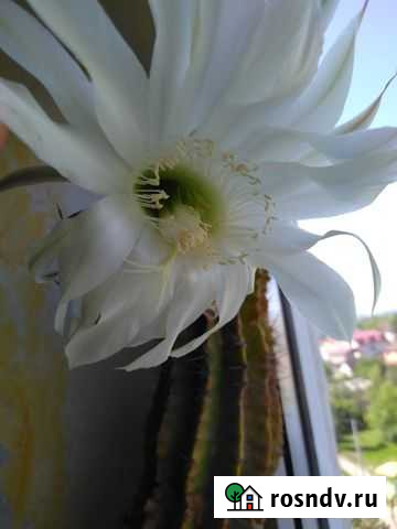 Кактусы Волгоград - изображение 1