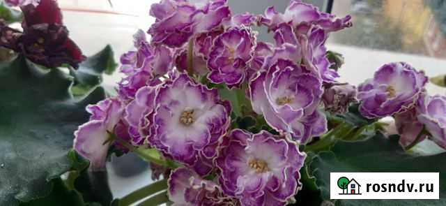 Фиалки укорененные черенки Оренбург - изображение 1