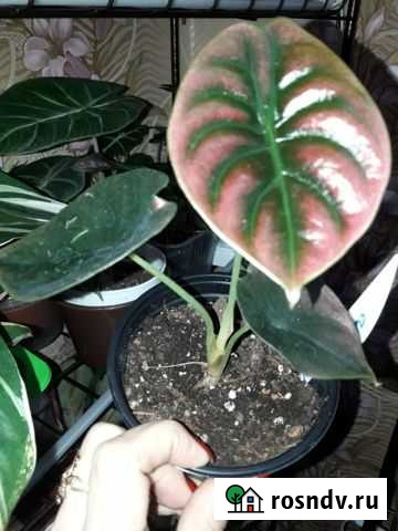 Алоказии разные Сургут - изображение 1