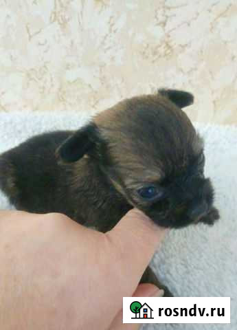 Той-терьер Казань - изображение 1