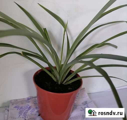 Хлорофитум Иркутск - изображение 1