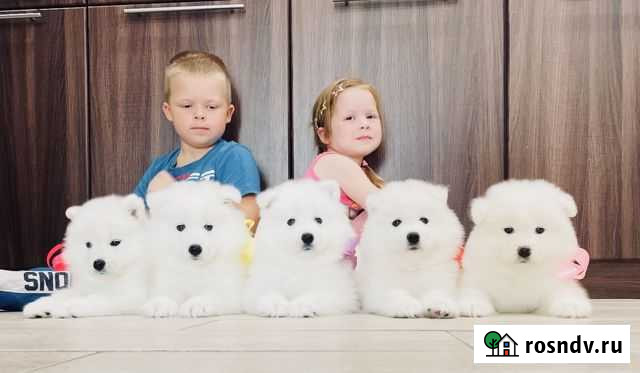 Самоедики - Щеночки Красавчики и Красавицы для вас Калуга - изображение 1