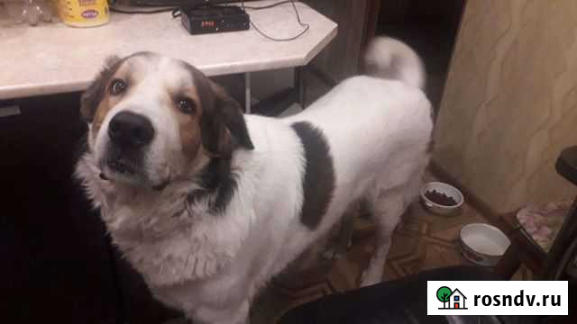 Собака отдаем в очень добрые руки со слезами Сочи - изображение 1