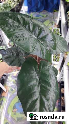 Алоказия yucatan princess Ульяновск - изображение 1