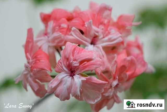 Пеларгония Герань - Зонартики Смоленск - изображение 1