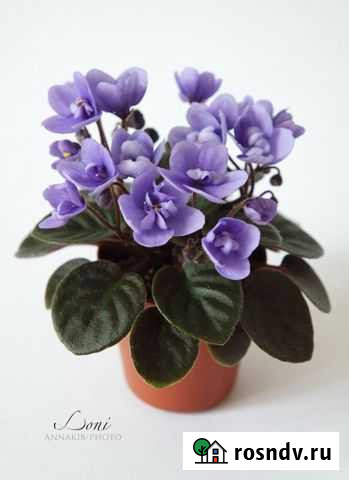 Фиалки детки Тамбов - изображение 1